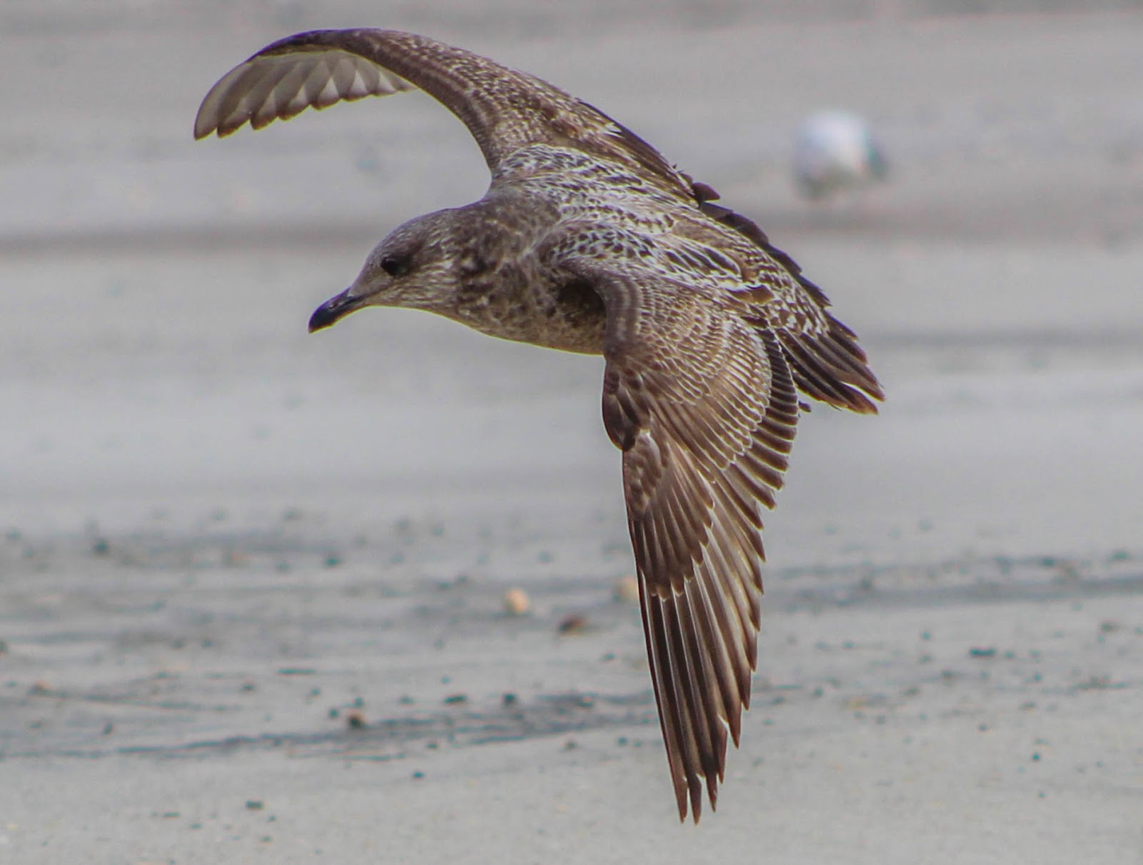 Cannundrums American Herring Gull