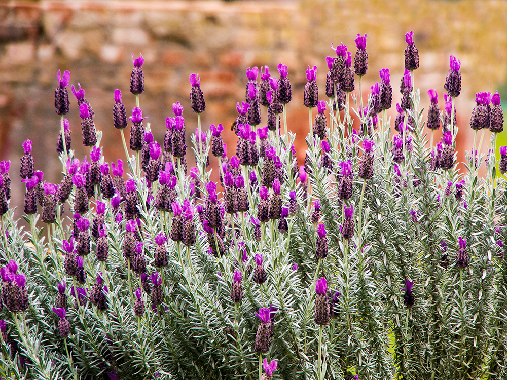 the mikereport Santa Barbara Flowers 1