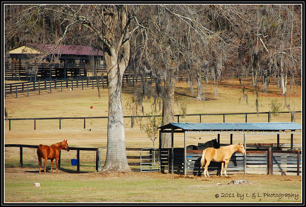 Ocala, Central Florida & Beyond One of Ocala's many horse farms