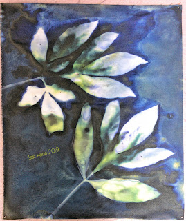Wet cyanotype -Sue Reno_Image 675
