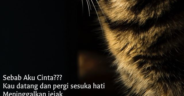 Cerpen Aku Benci Kau Perempuan Kampung Mr Ego Mrs Cinta Bab30 Wattpad Aku Sama Sekali Tidak Cintakan Dia Dan Aku Sama Sekali Benci Dia Dari Entah Apa La