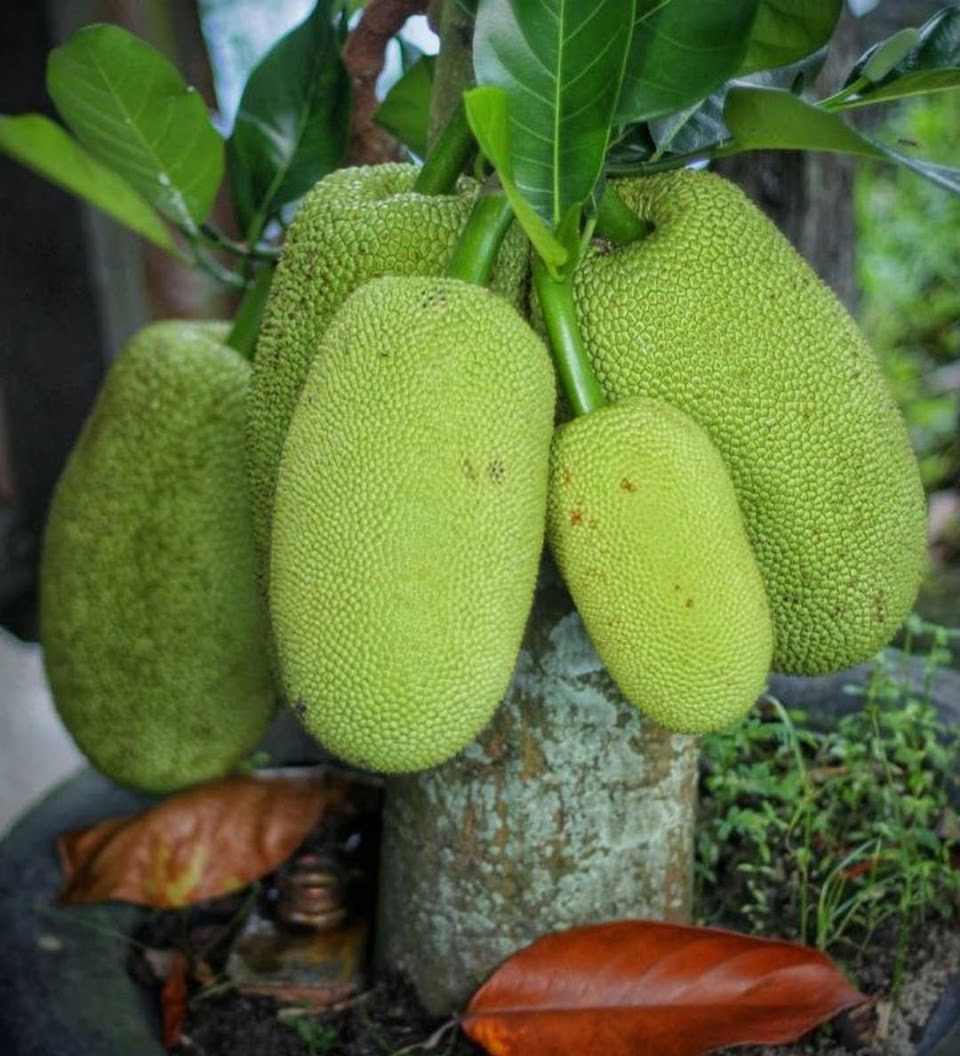 BIBIT NANGKA SAYUR GORI CEPAT BERBUAH LEBAT 100 Sorong