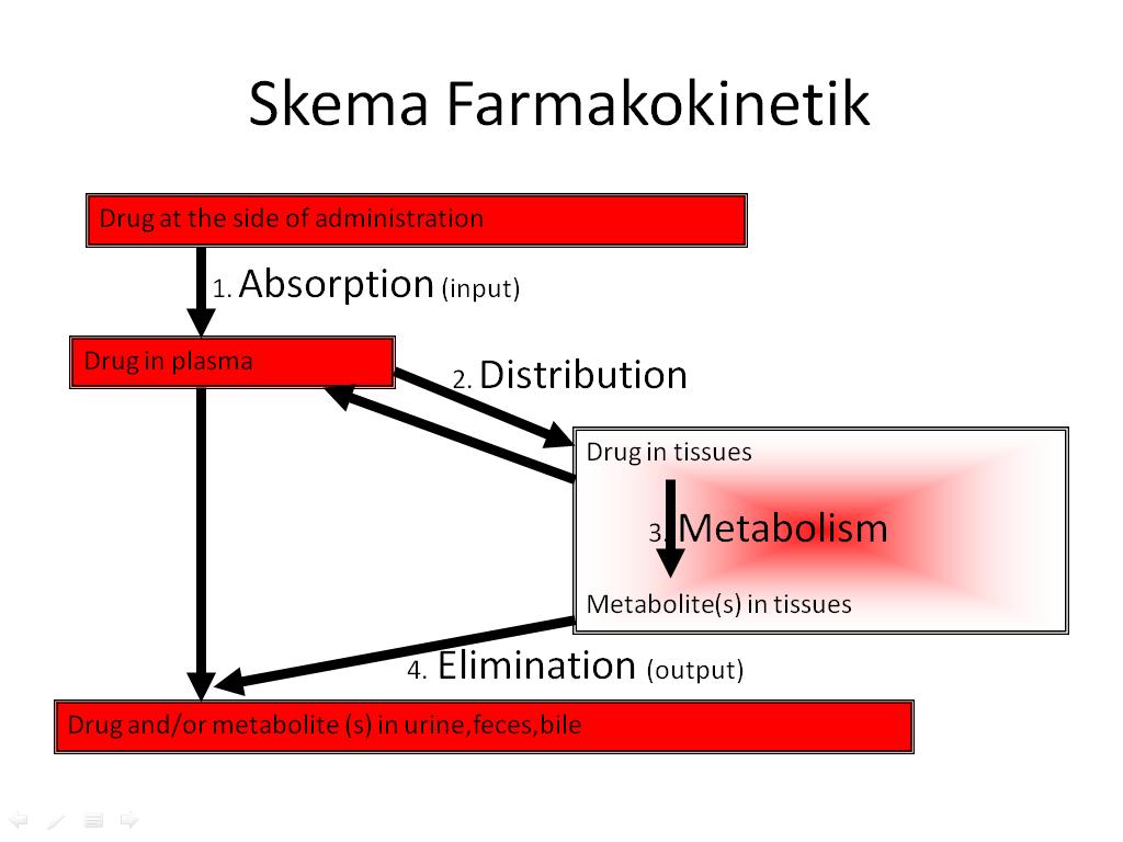 diagram skema fase biofarmasi - Tahapan Kritis dalam Pengemban...
