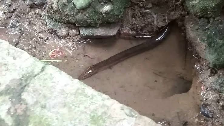 16+ Arti Mimpi Melihat Belut