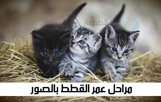 القطة الحامل