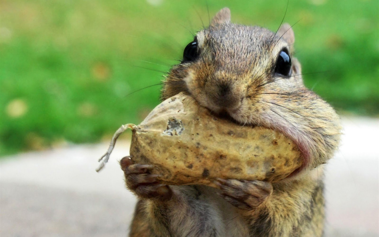 миг кадры с животными. I m animal. красивый слоник. милая пума. веселые животные.