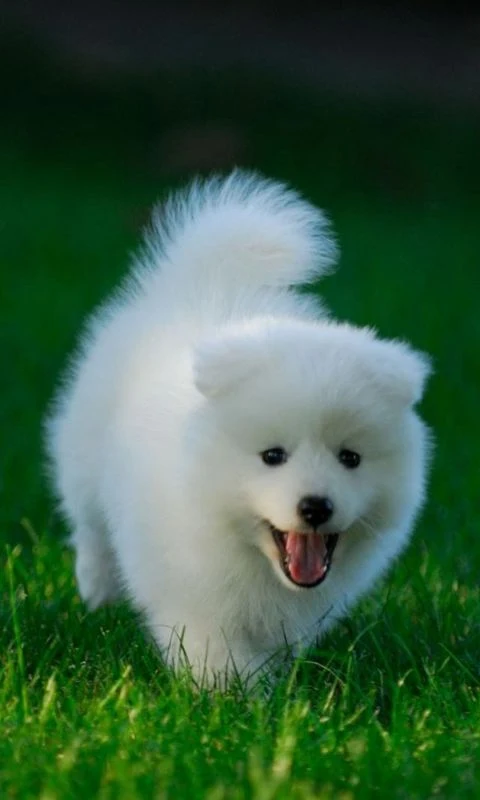 Gambar Anjing Putih Lucu Wallpaper Untuk Hp Polytron