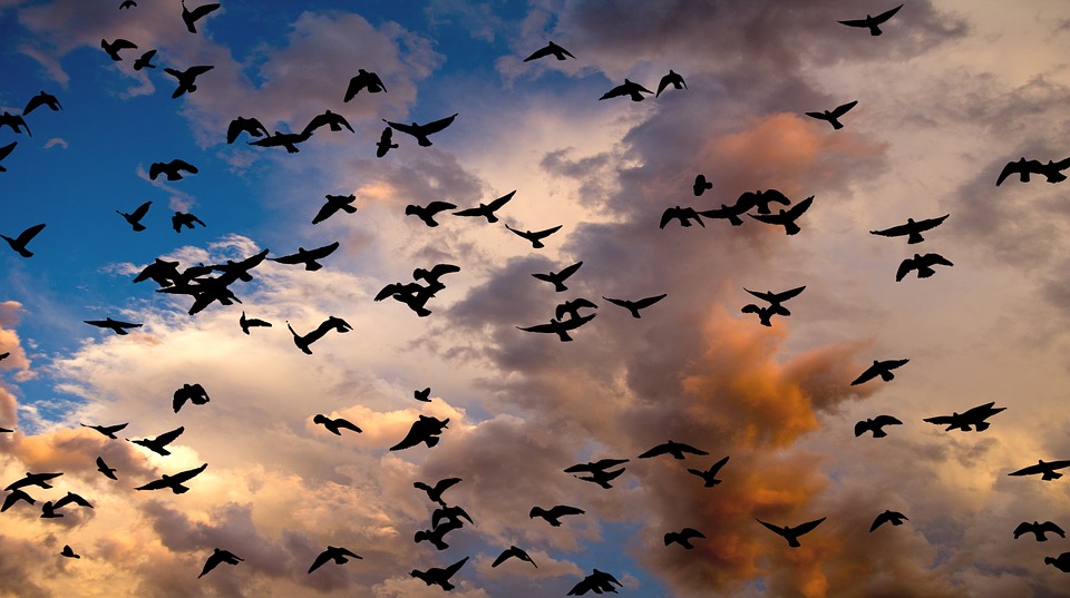 wild birds unlimited birds switch abruptly to fly by wild birds unlimited birds switch abruptly to fly by