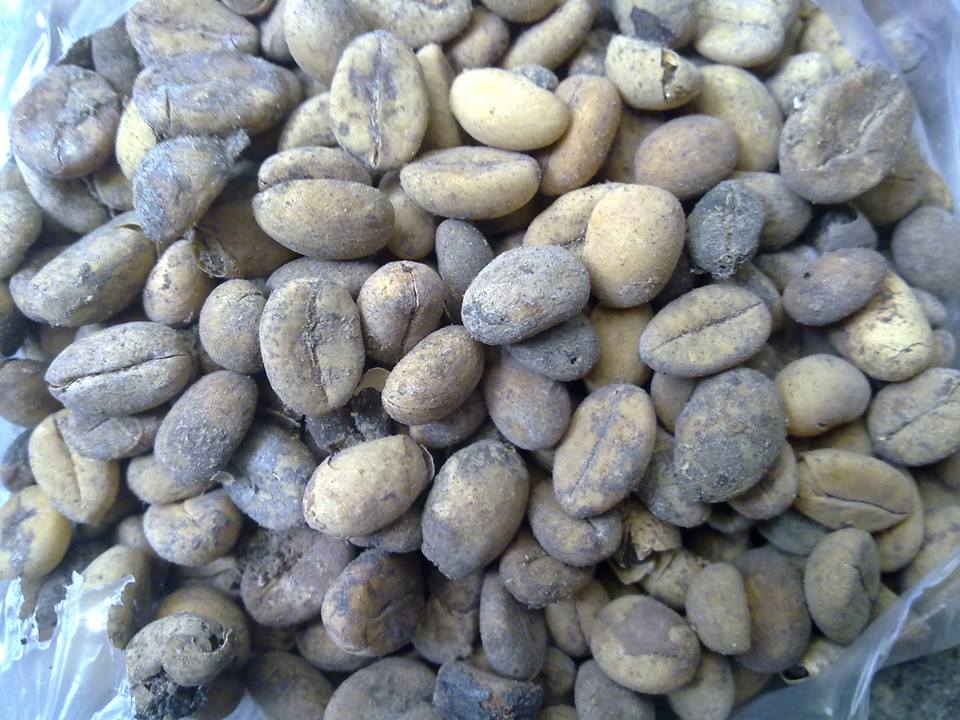 Rawbeans Adalah Biji Kopi Utuh Masih Bercampur Kotoran Hewan Luwak Rawbeans Adalah Biji Kopi Utuh Masih Bercampur Kotoran Hewan Luwak