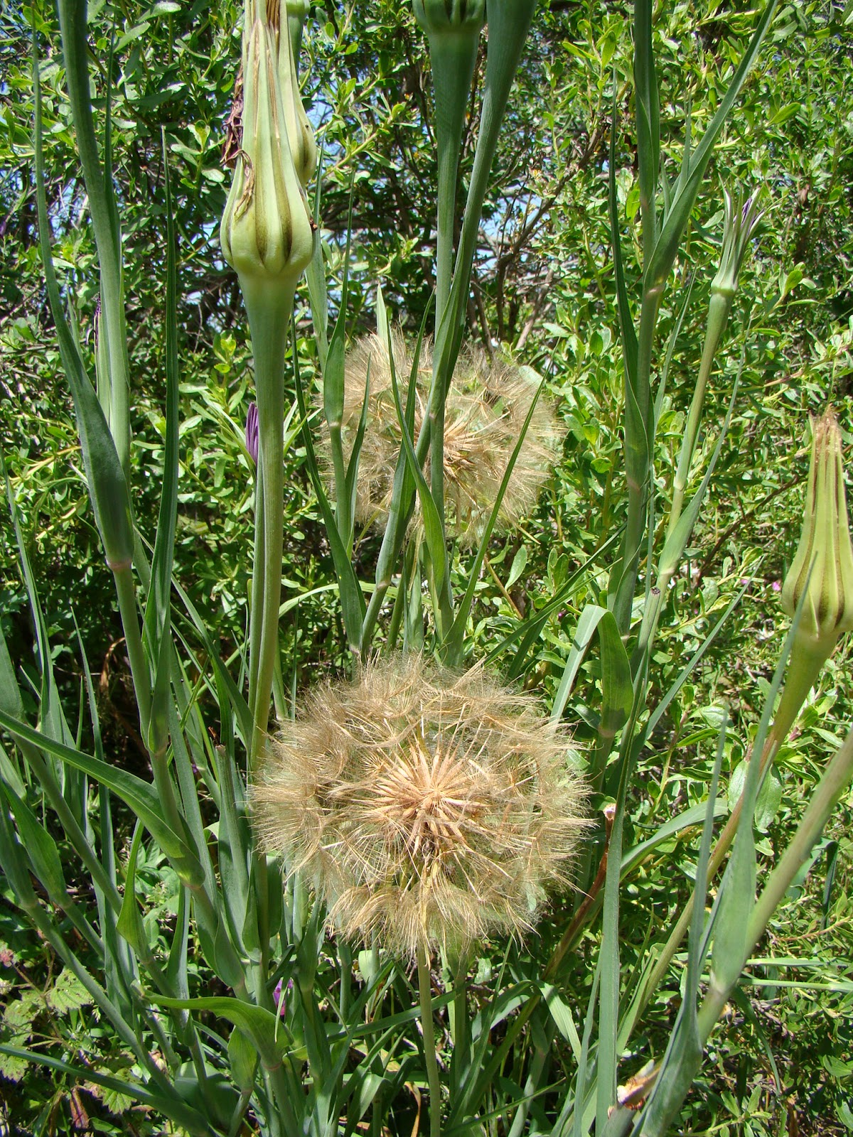 Leaves of Plants Purple Salsify