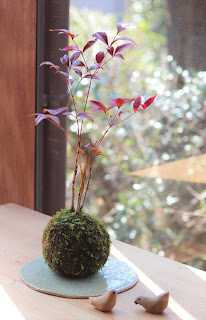 庭を背景にしたナンテン苔玉の完成写真