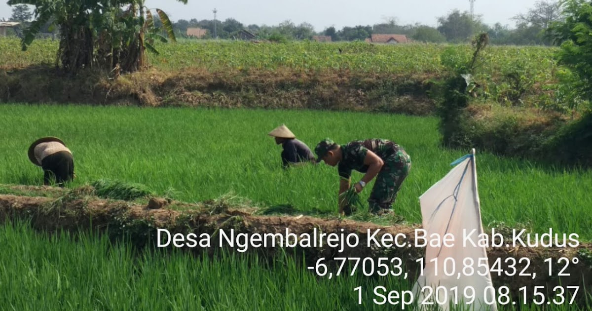 Babinsa bantu Petani perawatan tanaman padi - Ujung Pantura