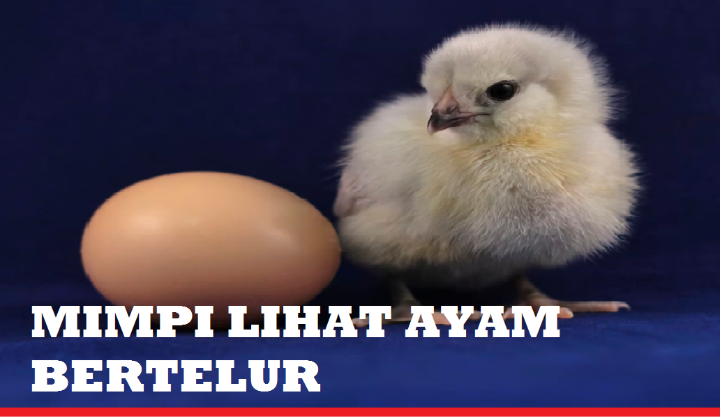 Baru} Begini 11 Arti Mimpi Melihat Ayam Bertelur Yang Sebenarnya Lengkap -  Tabir Dakwah