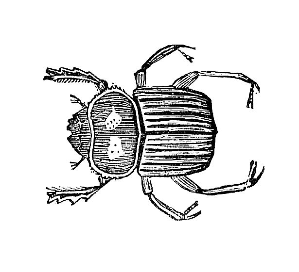 insect clipart black and white - photo #49