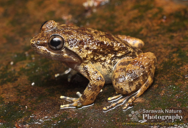 Sarawak Nature Photography Limnonectes kuhlii (Tschudi, 1838) (Kuhl's