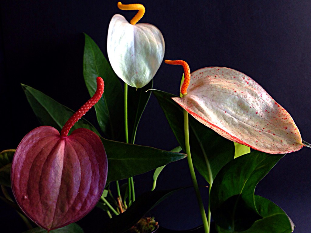 Anthurium Flamingo flower care and culture Travaldo's blog