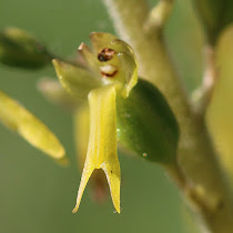 http://wild-flowers-of-europe.blogspot.nl/2015/07/neottia-ovata.html