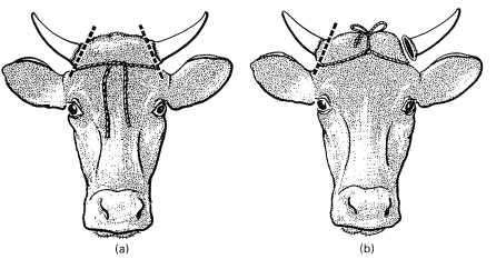 teknik dehorning pada sapi