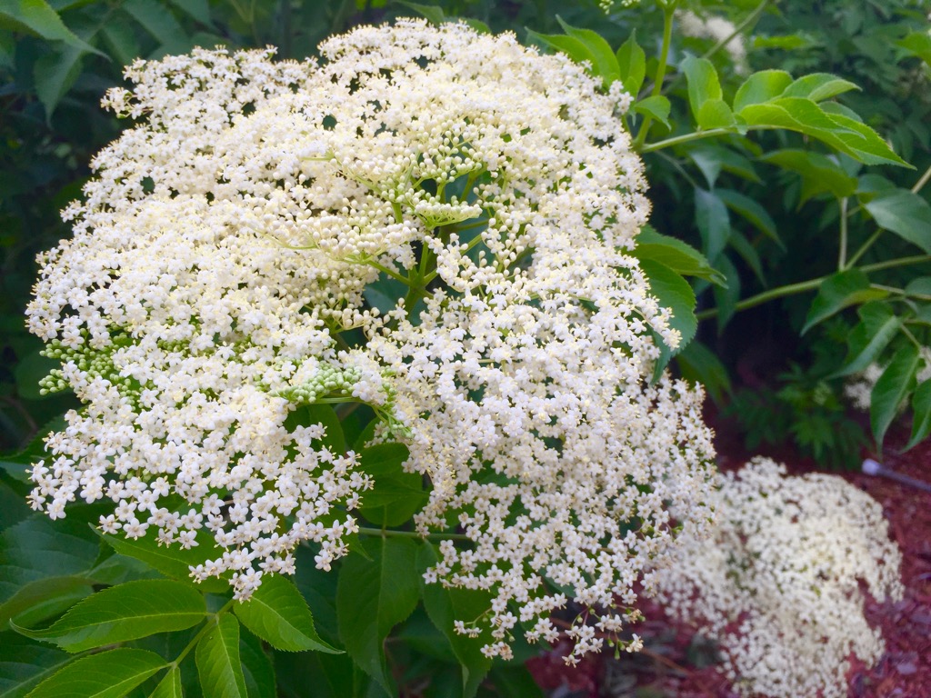 JeffCo Master Gardeners Growing Elderberries in Colorado by Donna Duffy