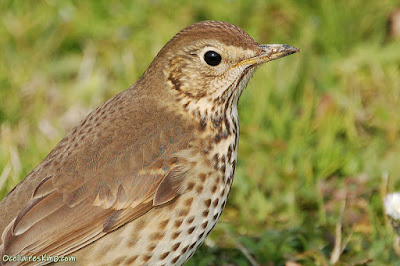 Tord (Turdus philomelos)