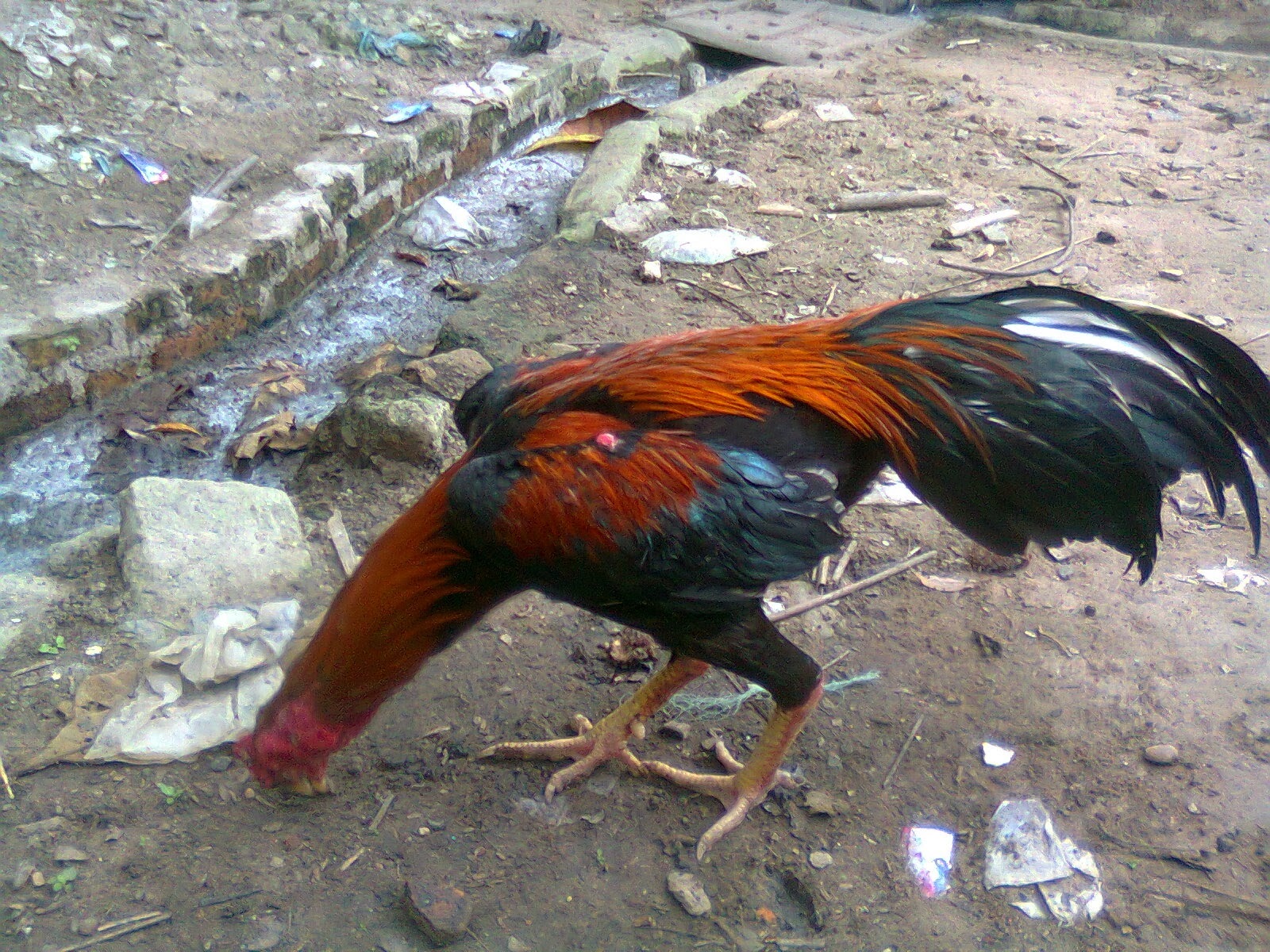 AYAM BANGKOK ADUAN YANG BAGUS (BAIK) - Ayam Bangkok Lampung