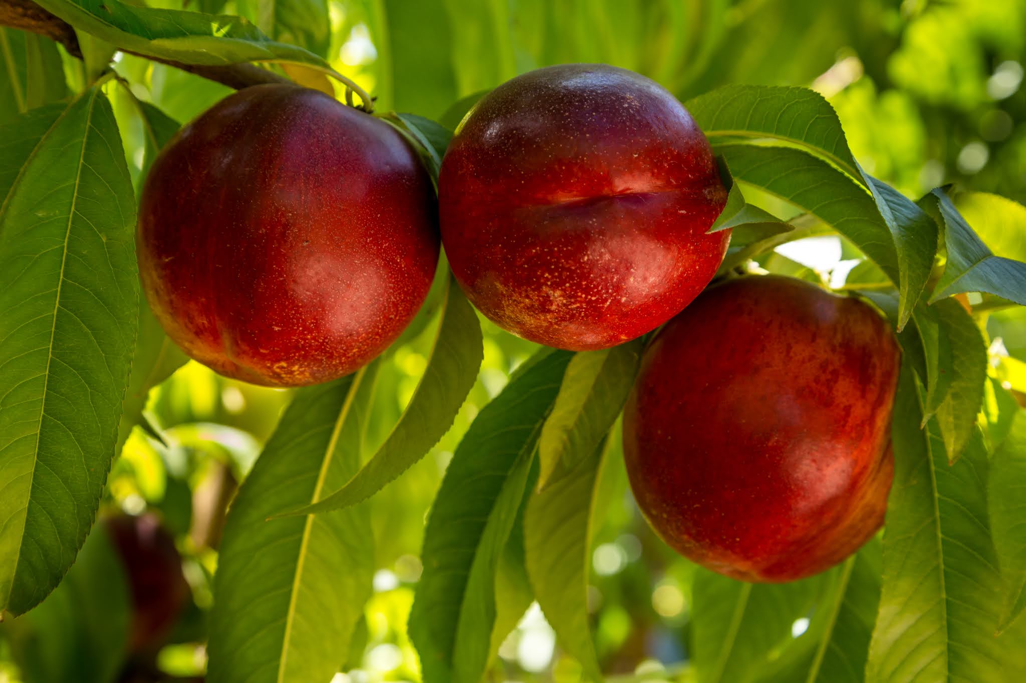 Chile múltiples sabores y colores. Chile crea sus propias variedades