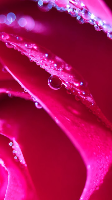 Pink rose, petals, water drops, macro