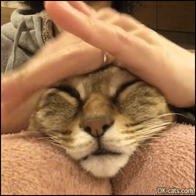 Head Cat' is just a head but... • Cat GIF Website