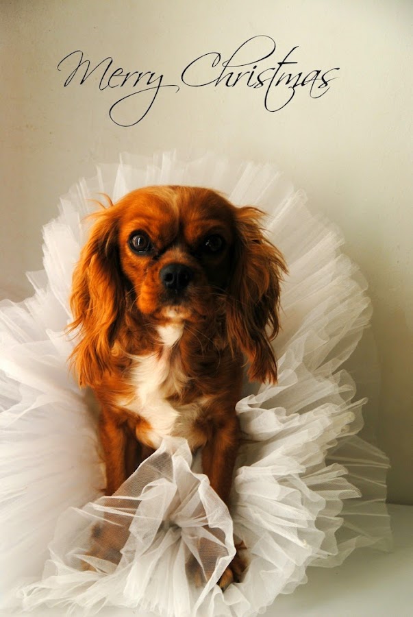 felicitación de navidad