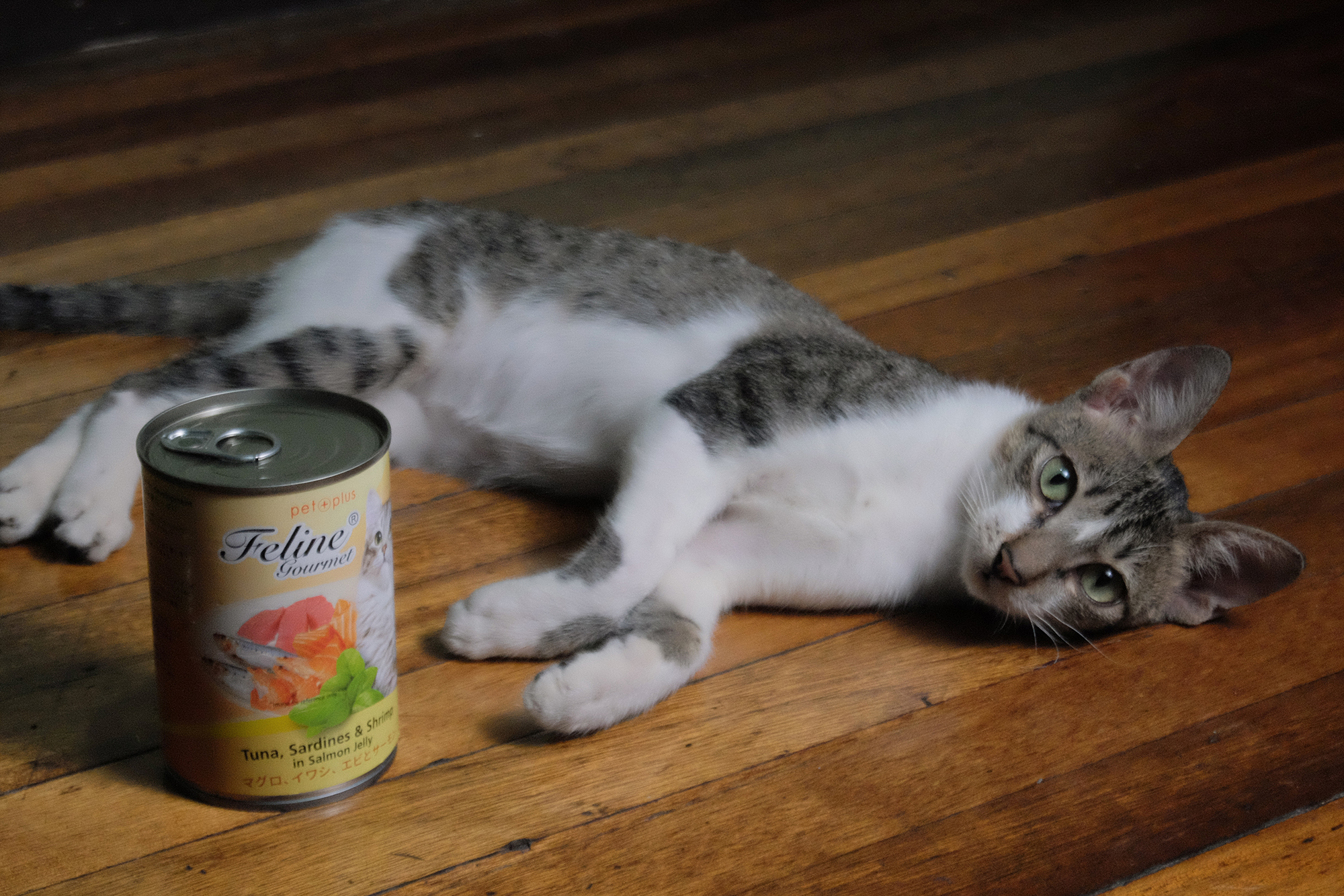 Pet Plus Feline Gourmet Cat Food in 'Tuna, Sardines and Shrimp in Salmon Jelly'
