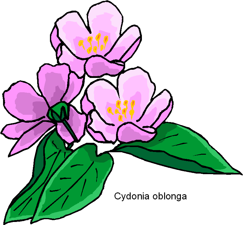 free flower clipart - photo #26