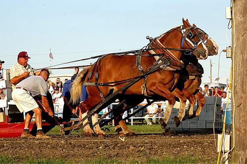 CKBW News: Horse Pull Yanked From "The Big Ex" CKBW News: Horse Pull Yanked From "The Big Ex"