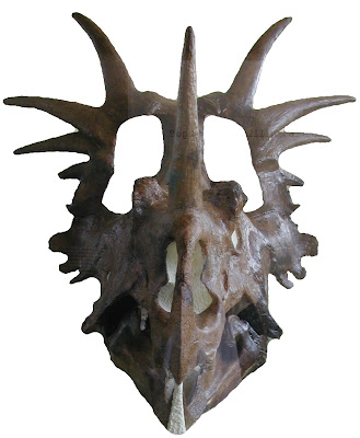 Styracosaurus skull