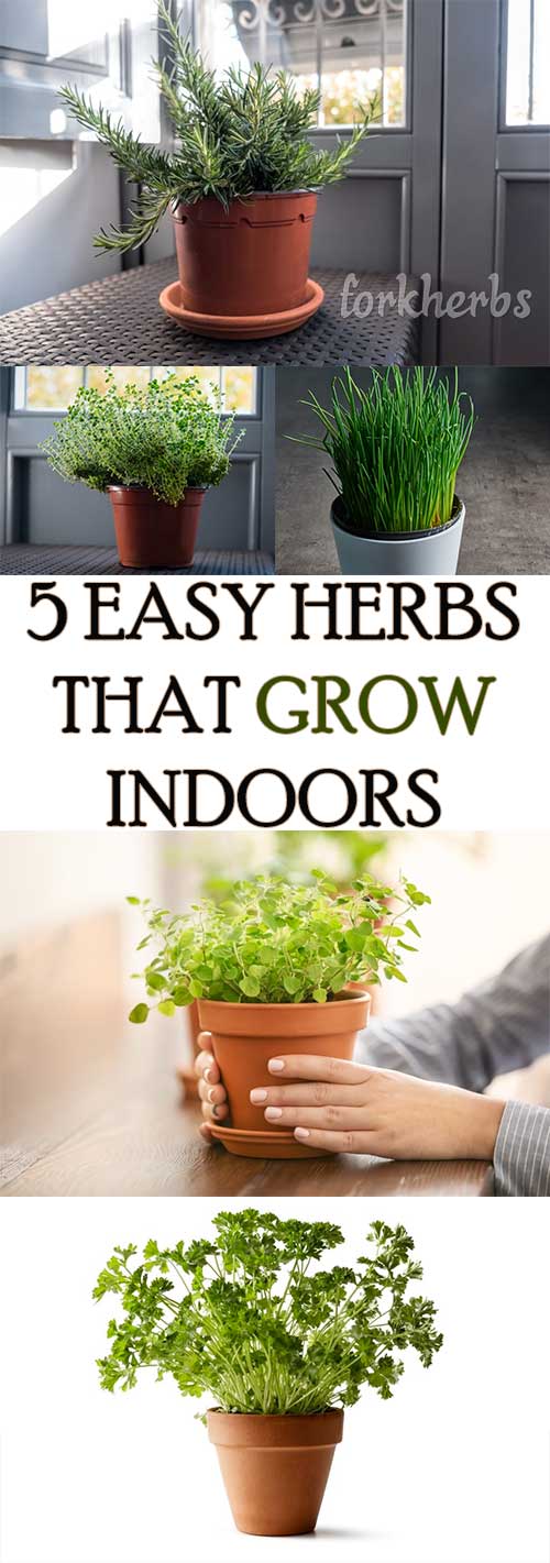 5 EASY HERBS THAT GROW INDOORS