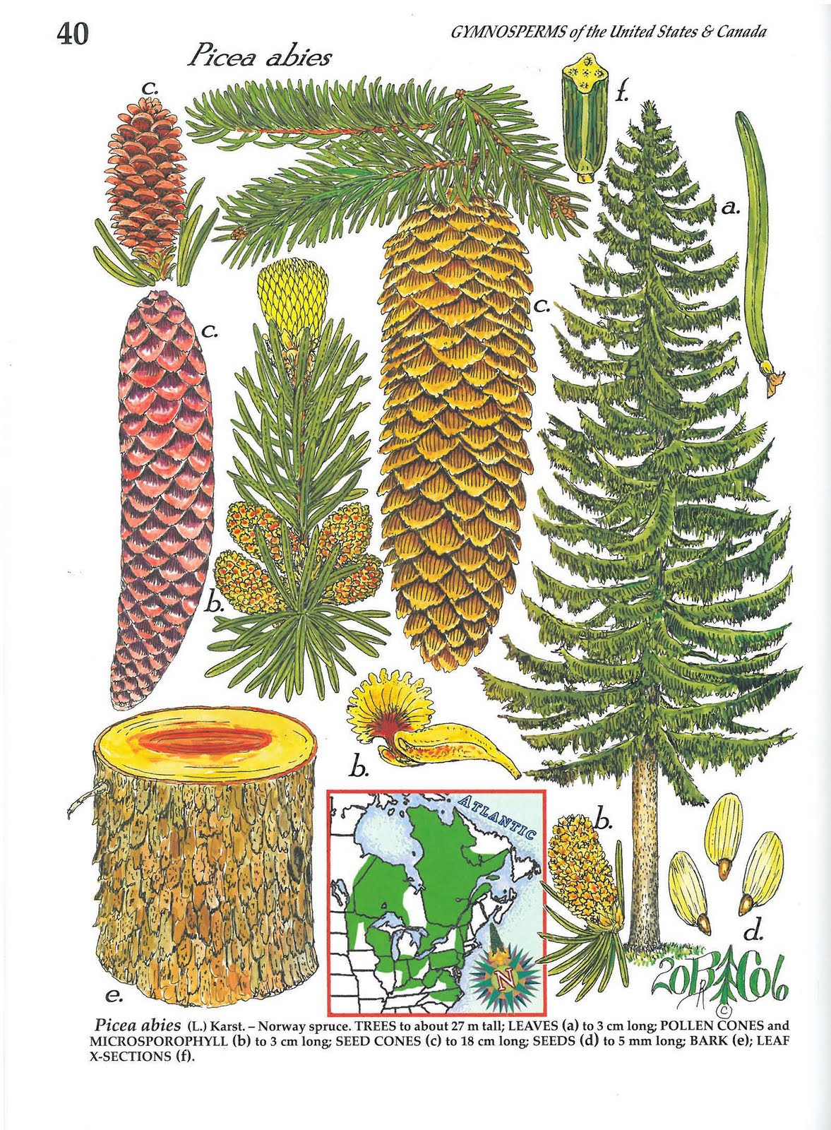 Gymnosperms plants examples