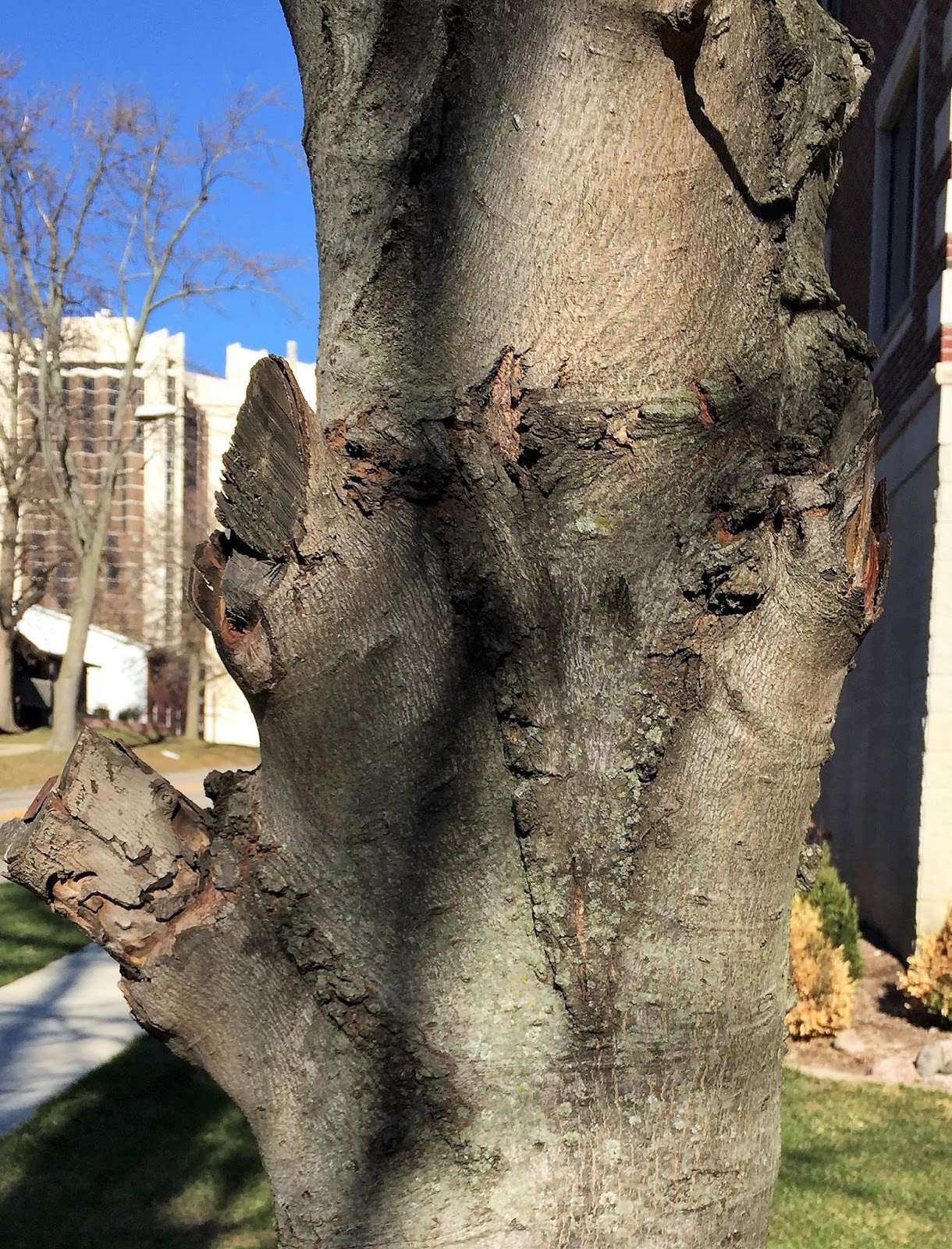 The Phytophactor Bad pruning