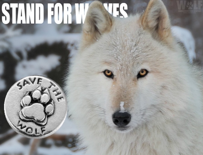 White Wolf New Idaho Law Calls For Killing 90 Of The State's Wolves