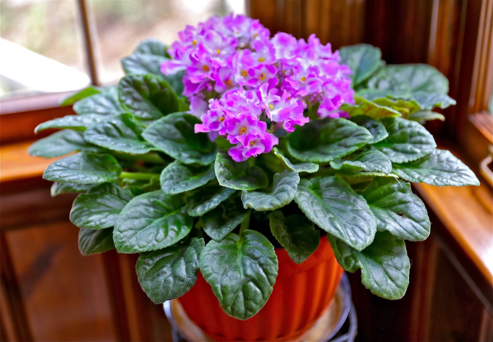 Sweet Southern Days African Violets