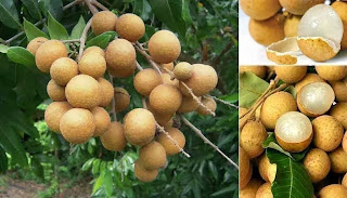 Longan Farming Business