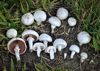 10 أنواع: تعرف على أنواع الفطر "المشروم" الغير سام الصالح للأكل (بالصور) Agaricus%2BSp%2B-%2B%25D8%25B9%25D8%25A7%25D9%2584%25D9%2585%2B%25D8%25A7%25D9%2584%25D8%25B2%25D8%25B1%25D8%25A7%25D8%25B9%25D8%25A9