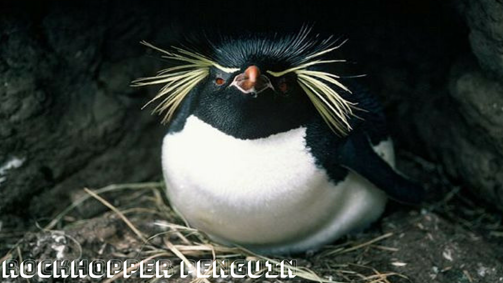 Rockhopper Penguin - Information and Pictures - Amazing Pets For You