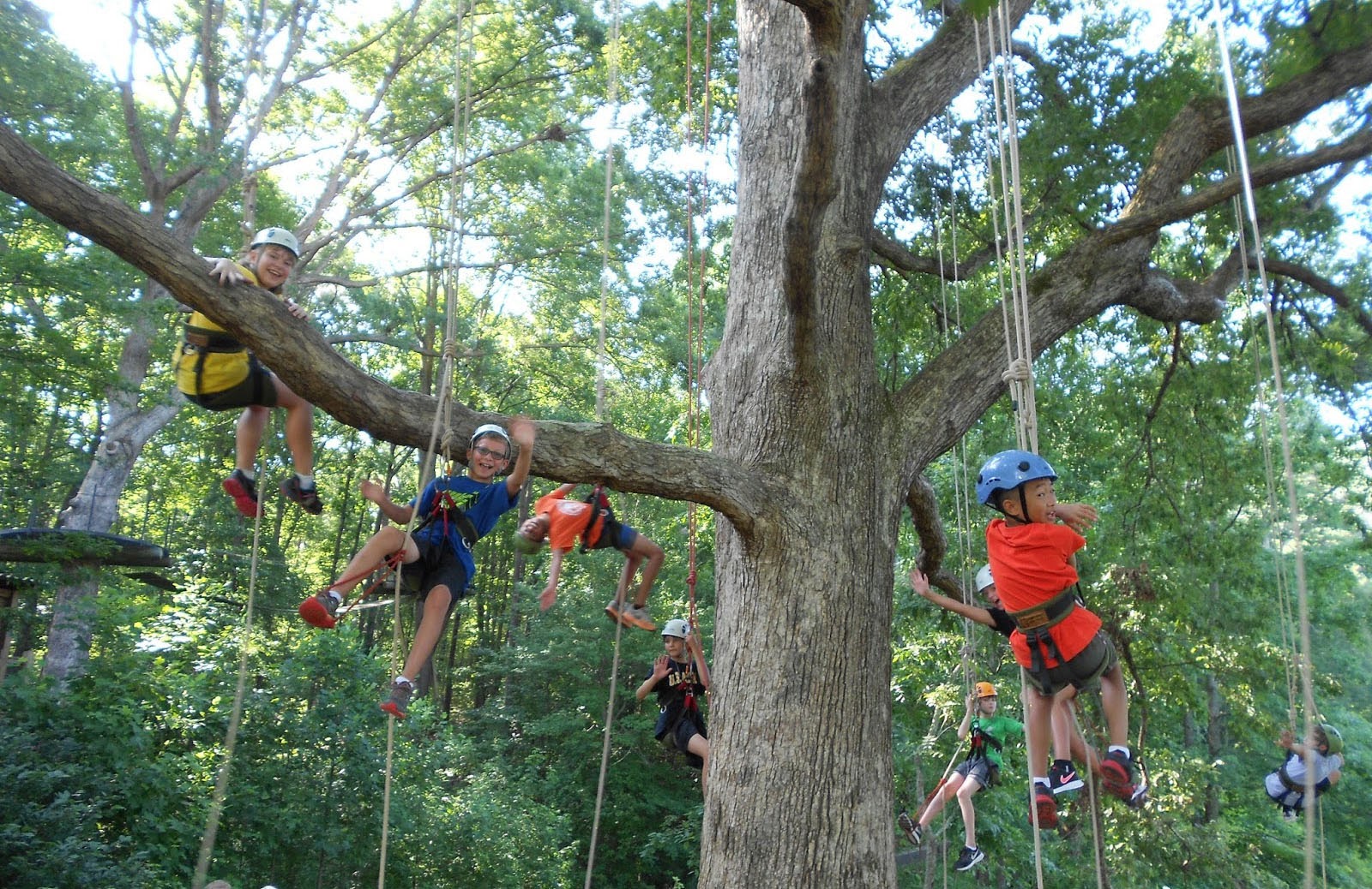climbing tree piedmont tree climbing ptc climbing tree piedmont tree climbing ptc