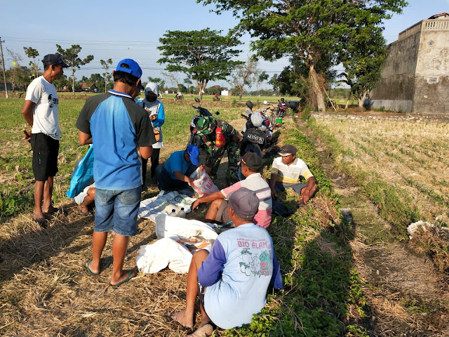 Gerakan pengendalian hama tikus di plosowangi bersama Babinsa dan PPL Cawas