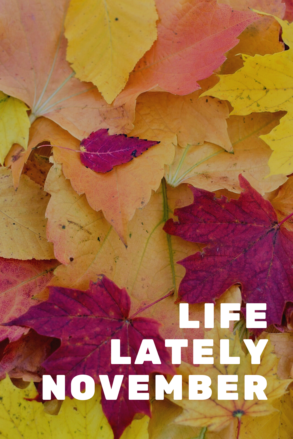 Life Lately | November