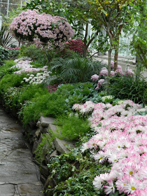 Pastel pink mums at Allan Gardens Conservatory 2015 Chrysanthemum Show by garden muses-not another Toronto gardening blog