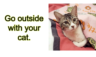 6 things make your cat happy Australian Cat Breeds
