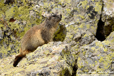 Marmota Alpina (fotografia-de-naturaleza.blogspot.com)