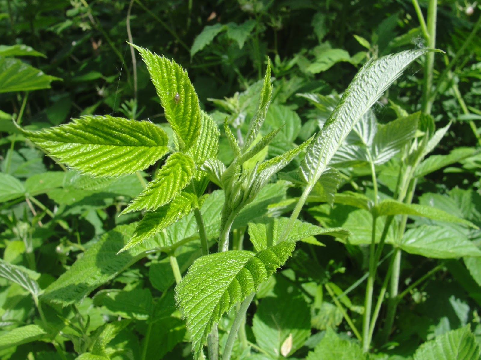The Outdoor Traditionalist How To Spot Raspberries