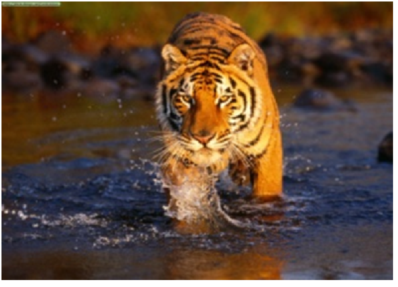 Life Of Pi Part 1 Main Characters Of The Story