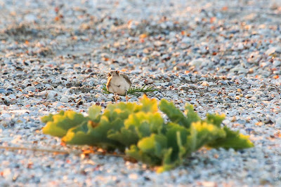 Малый зуек (Charadrius dubius) Little Ringed Plover